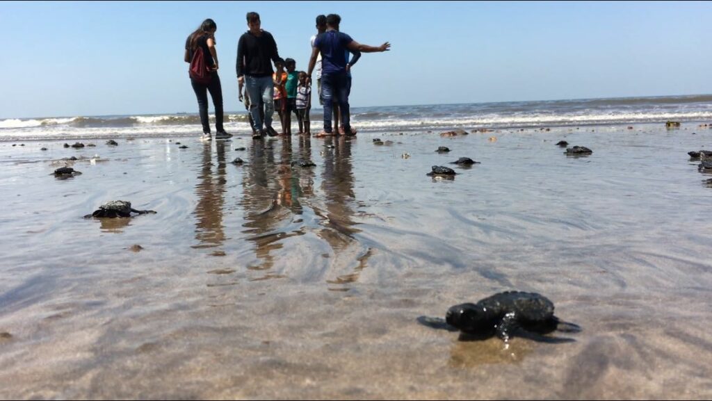 Olive Ridley turtle hatchlings walking into the sea.